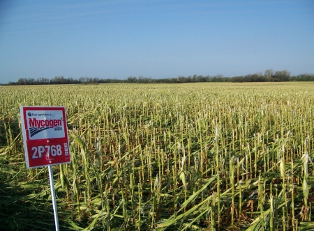 Hail and wind damage