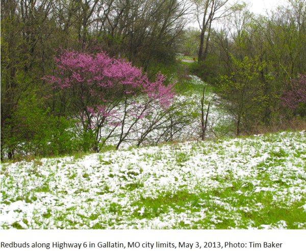 Redbuds along Highway 6 in Gallatin, MO city limits, May 3, 2013, Photo: Tim Baker