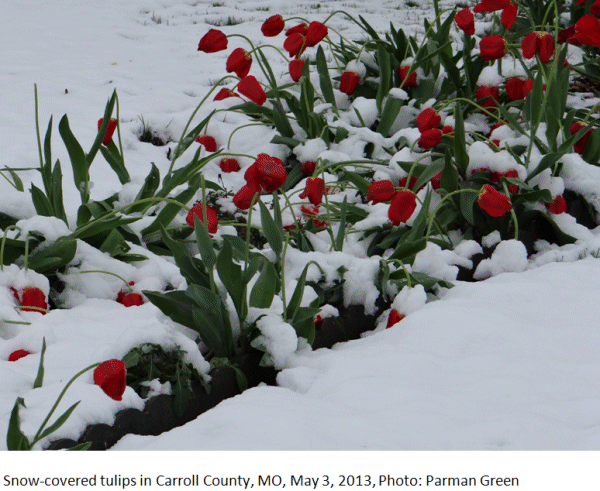 Snow-covered tulips in Carroll County, MO, May 3, 2013, Photo: Parman Green