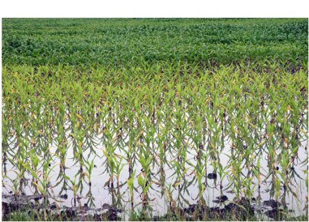 Flooded yellow corn in Monroe county, MO. Photo: Linda Geist