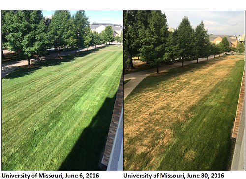 Comparison pictures of University of Missouri lawn on June 6, 2016 & June 30, 2016