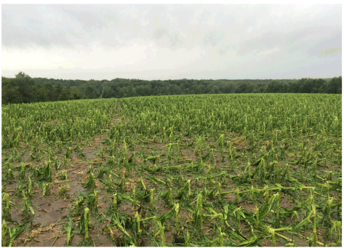 Wind and Hail damage to corn 1