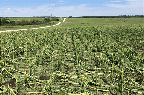 Wind and Hail damage to corn 2