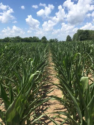 Crops in Missouri are showing signs of stress due to lack of precipitation and high temperatures. This photo of corn was taken outside of Columbia on June 14, 2016.