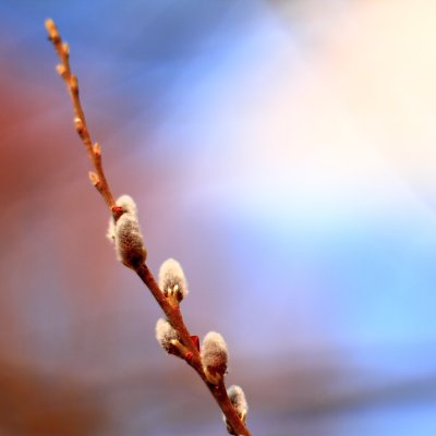 Trees are responding to mild March weather