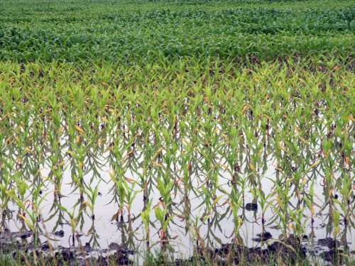 Intense or recurring rainfall created ponding in this corn field.
